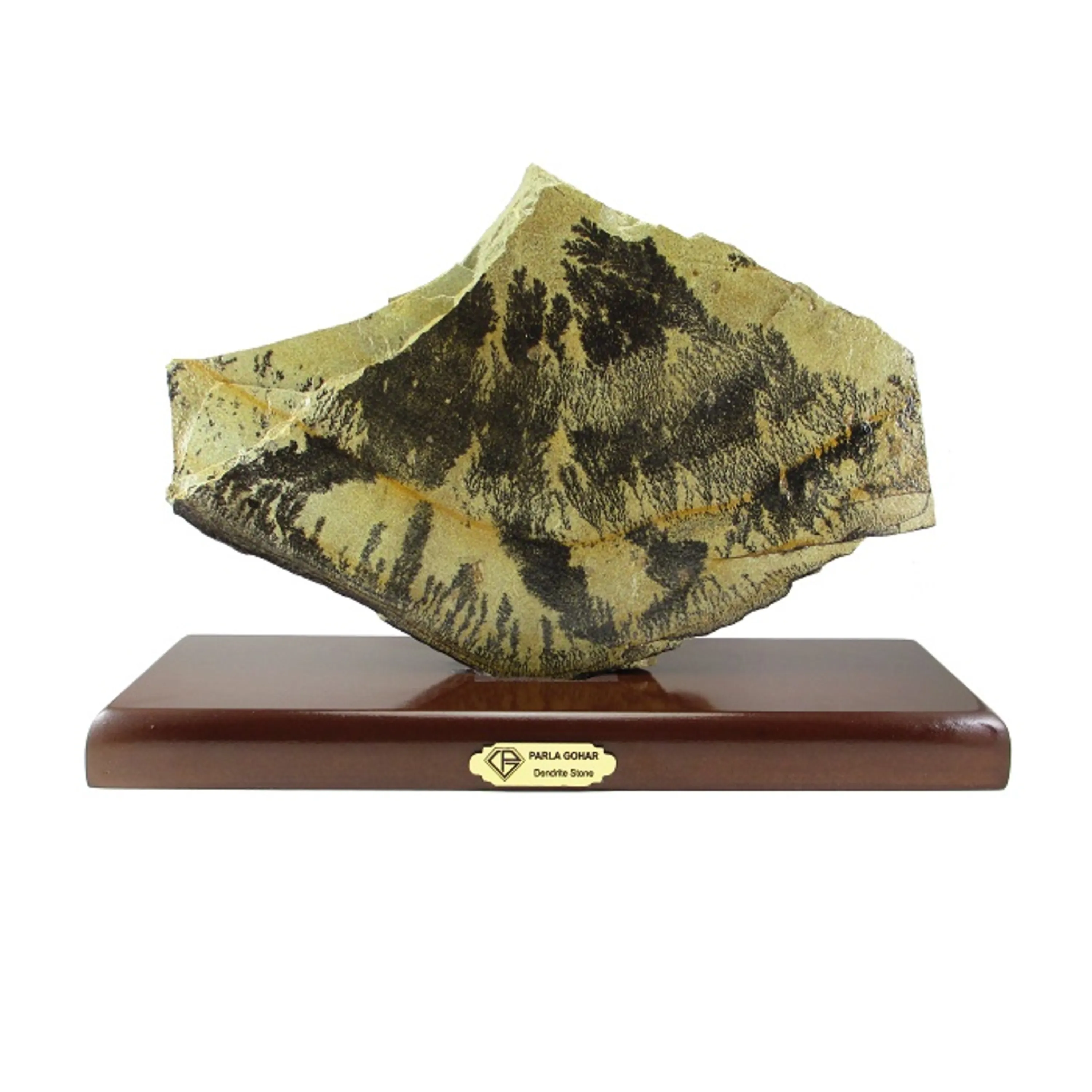 شجر بزرگ 2233